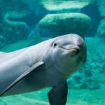 Georgia Aquarium