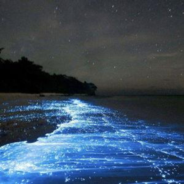 Luminous Lagoon Tour