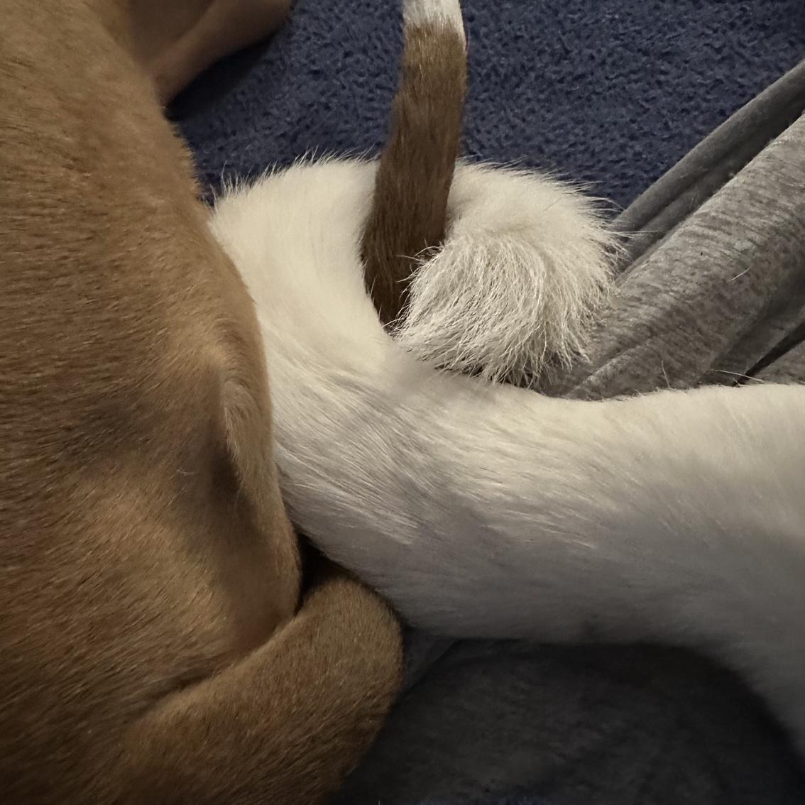 Diesel and Luna are inseparable