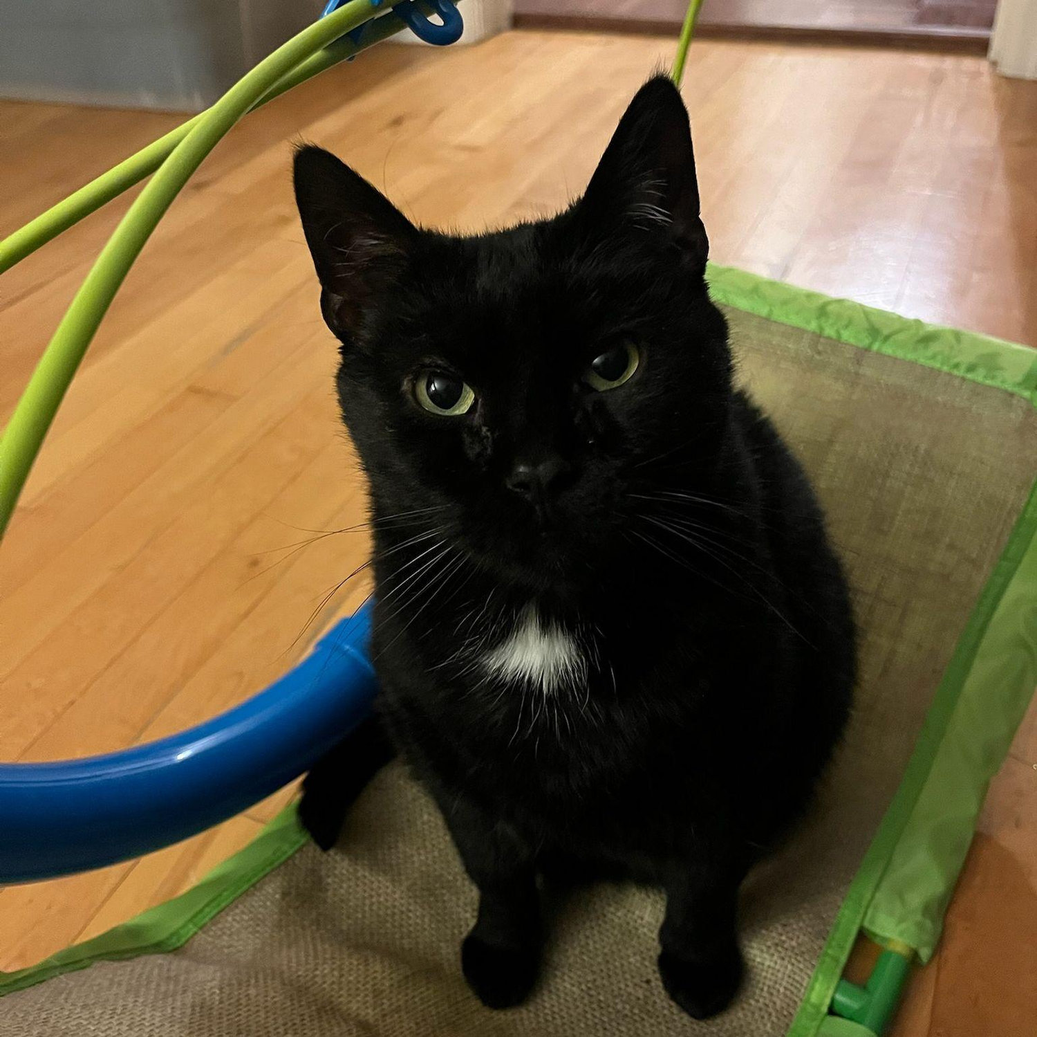 The cutest cat in the world, Esmerelda