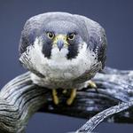 The Peregrine Fund's World Center For Birds of Prey