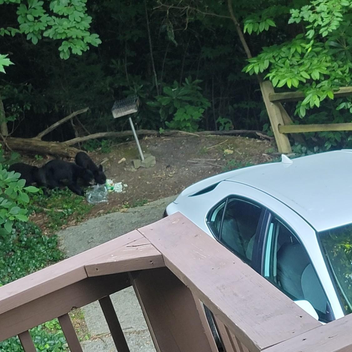 You know mama bear is nearby.
