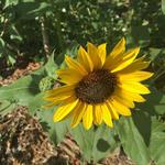 Sunflower Farm