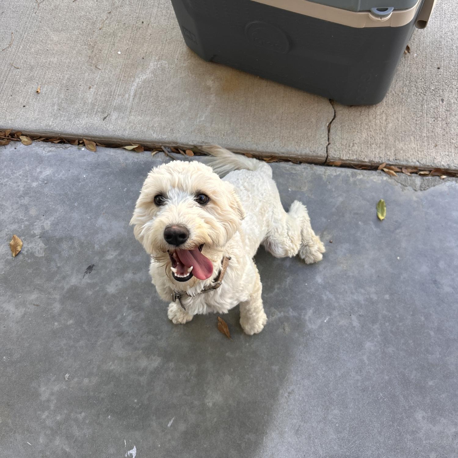 Fur Baby #2: Henry Denzel aka Hank