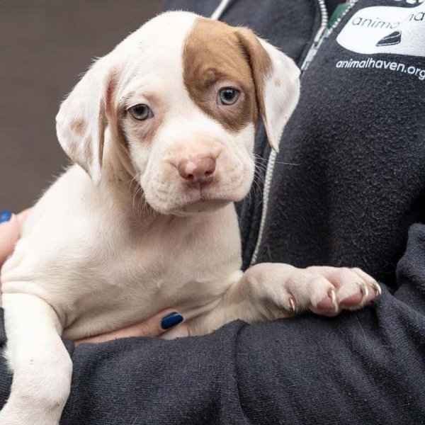 Animal Haven - New York City Animal Shelter