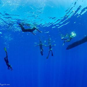 Swimming with whales in Moorea