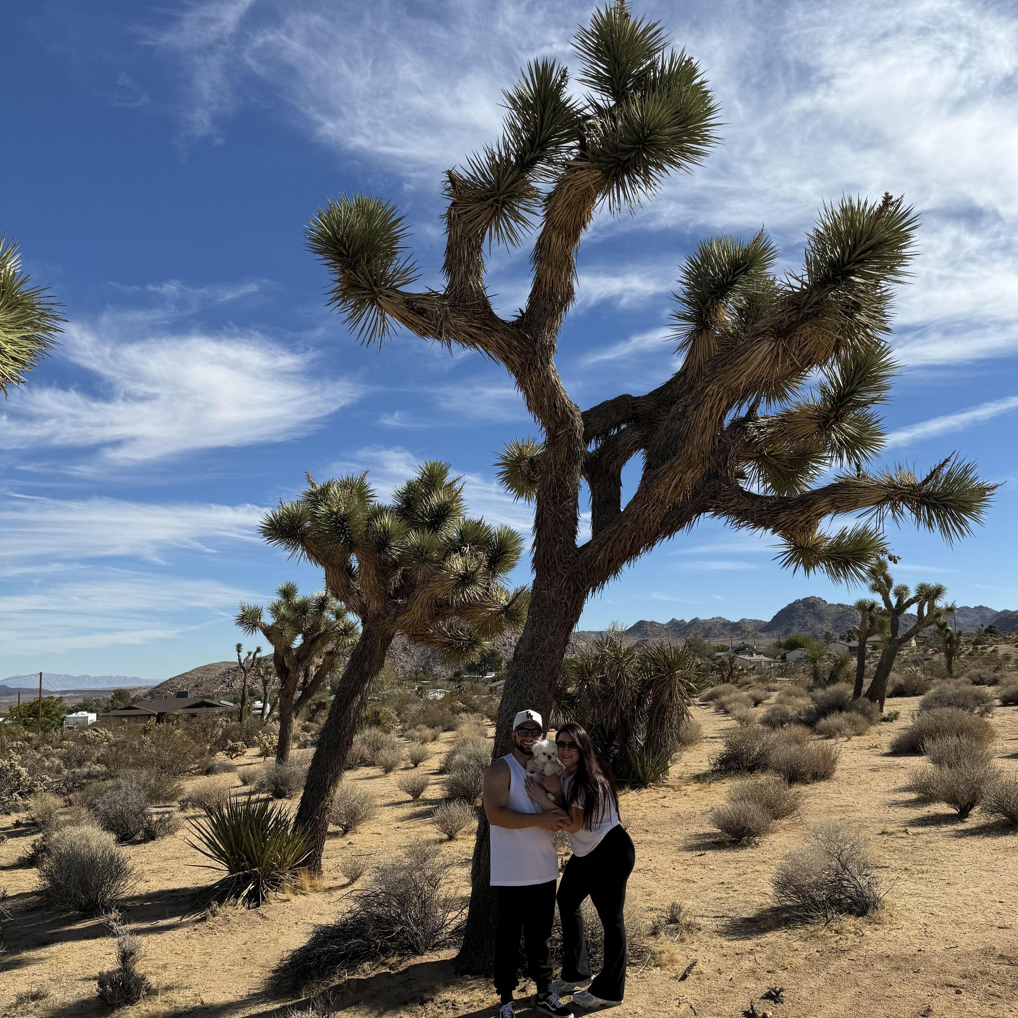 Trips to Joshua Tree!