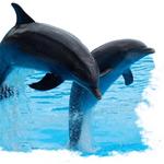 Dolphin Tours of Jekyll Island