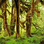 Hoh Rain Forest
