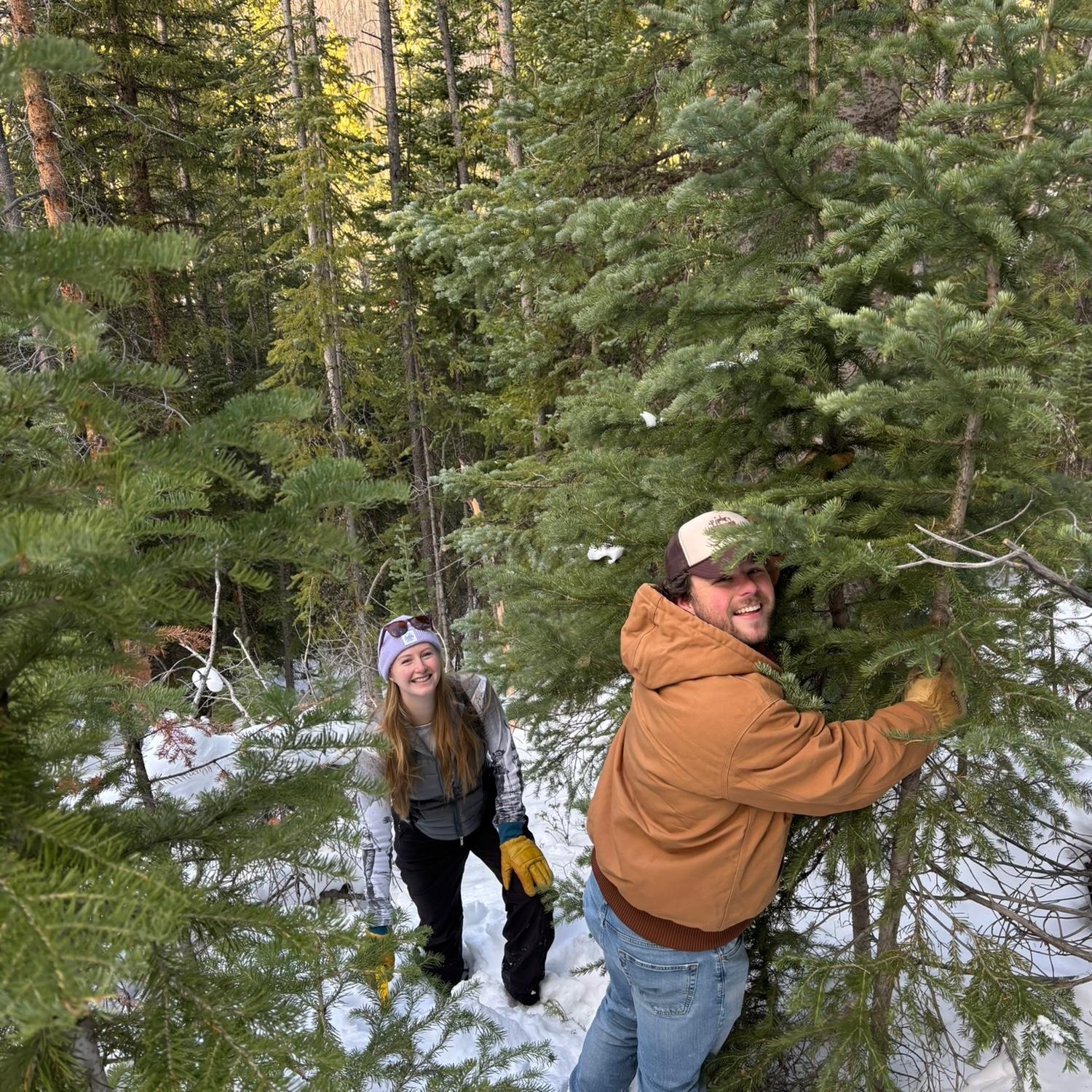Christmas tree cutting in Winter Park