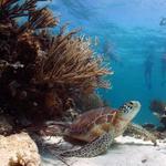 Riviera Maya Underwater World Snorkeling