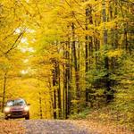 Covered Road Drive