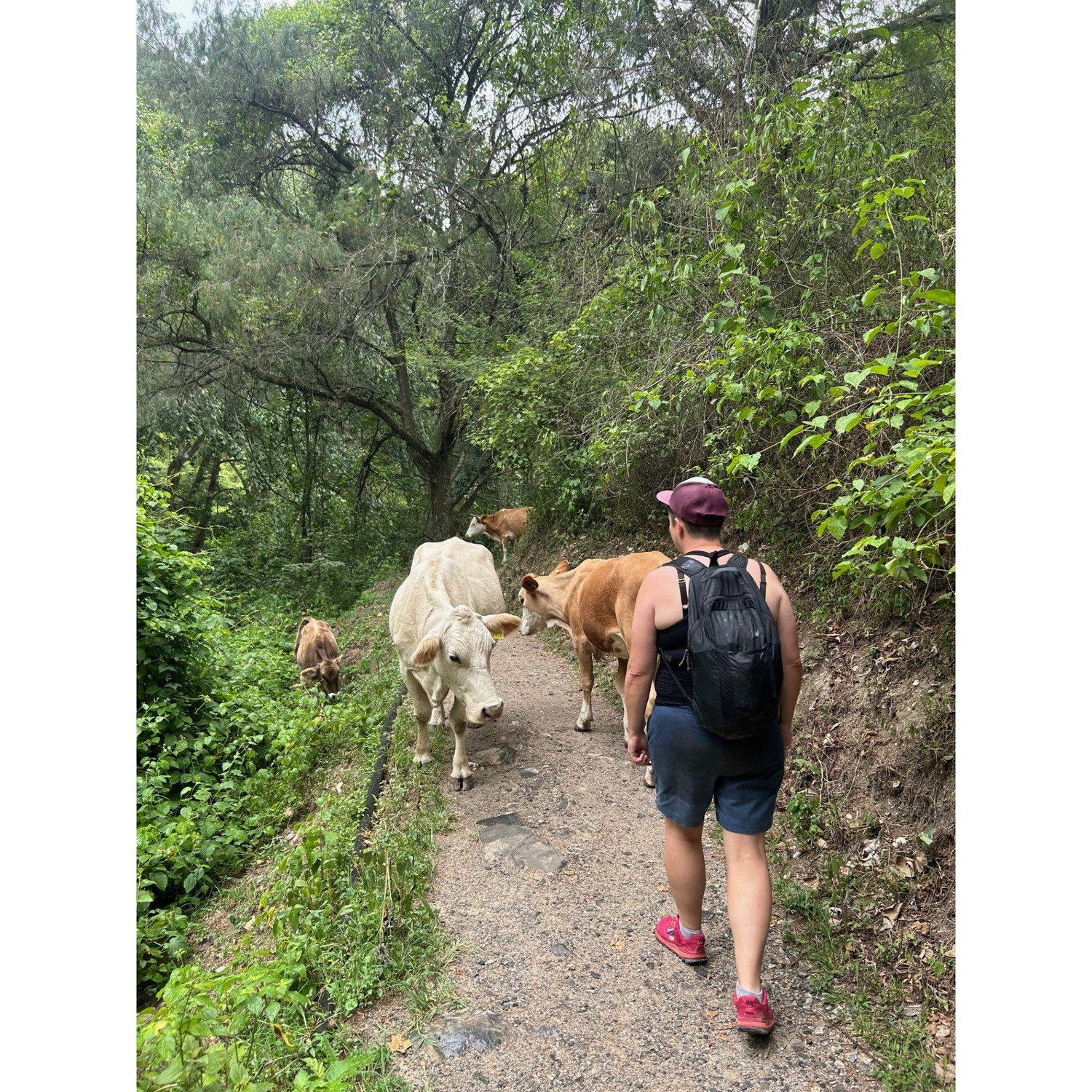 EJ hiking with cows in Jalpan de Serra, QRO, Mexico