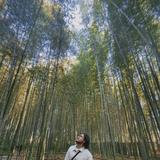 Arashiyama Bamboo Forest