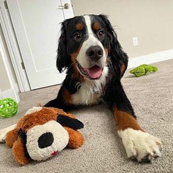 Bodhi Toy Fund