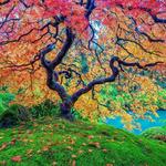 Portland Japanese Garden
