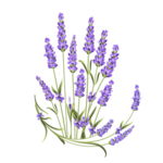 Long Row Lavender