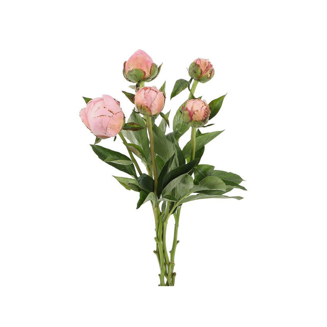 Fresh Cut Summer Peony Flowers - Good Little Garden™