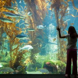 Fish Tank Fund