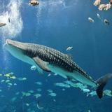 Georgia Aquarium