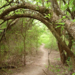 Erwin Park