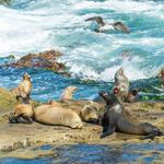 La Jolla Cove