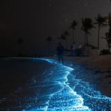 Bahía Bioluminiscente