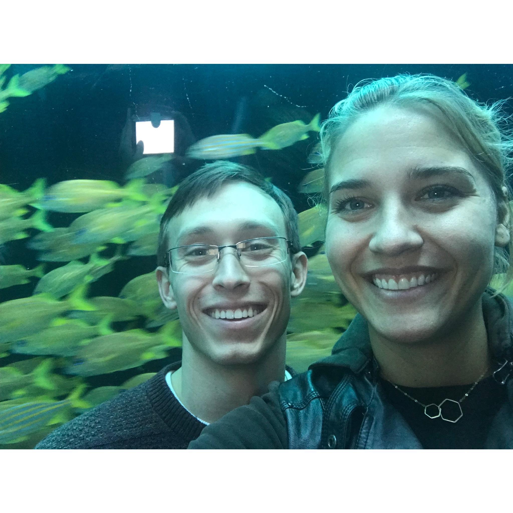 Atlanta aquarium, fall 2017.