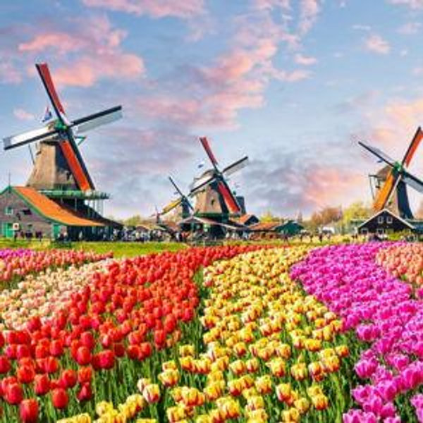 Kukenhof Tulip Fields