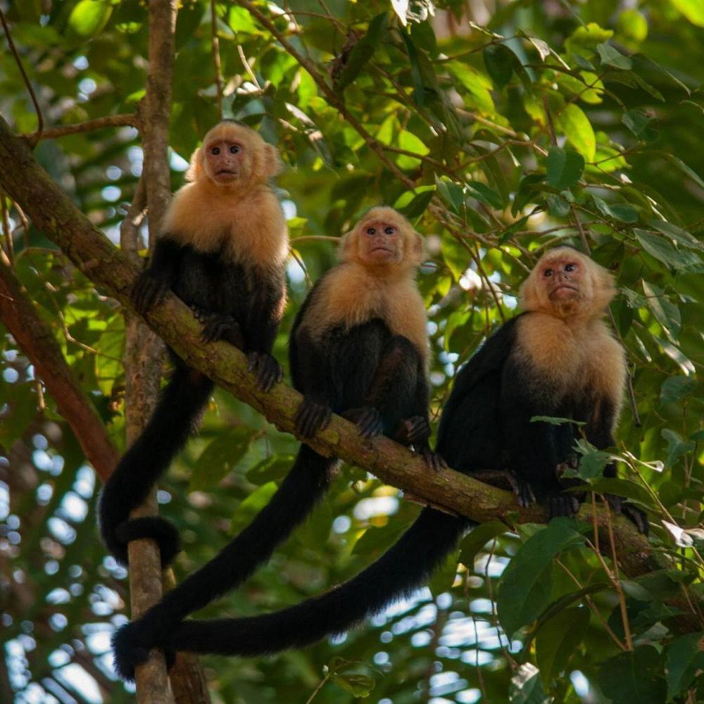 Manuel Antonio National Park