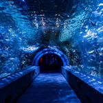 Newport Aquarium