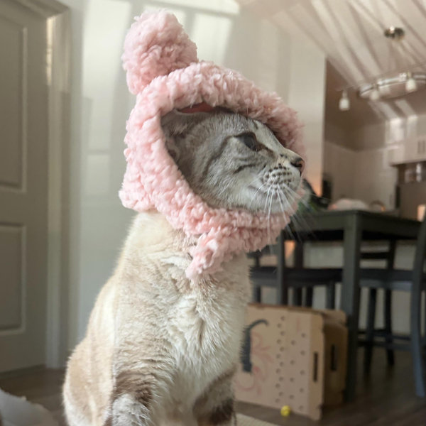 Our New Cat
