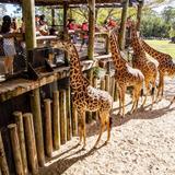 Brevard Zoo