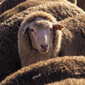 Tanning sheepskin hides