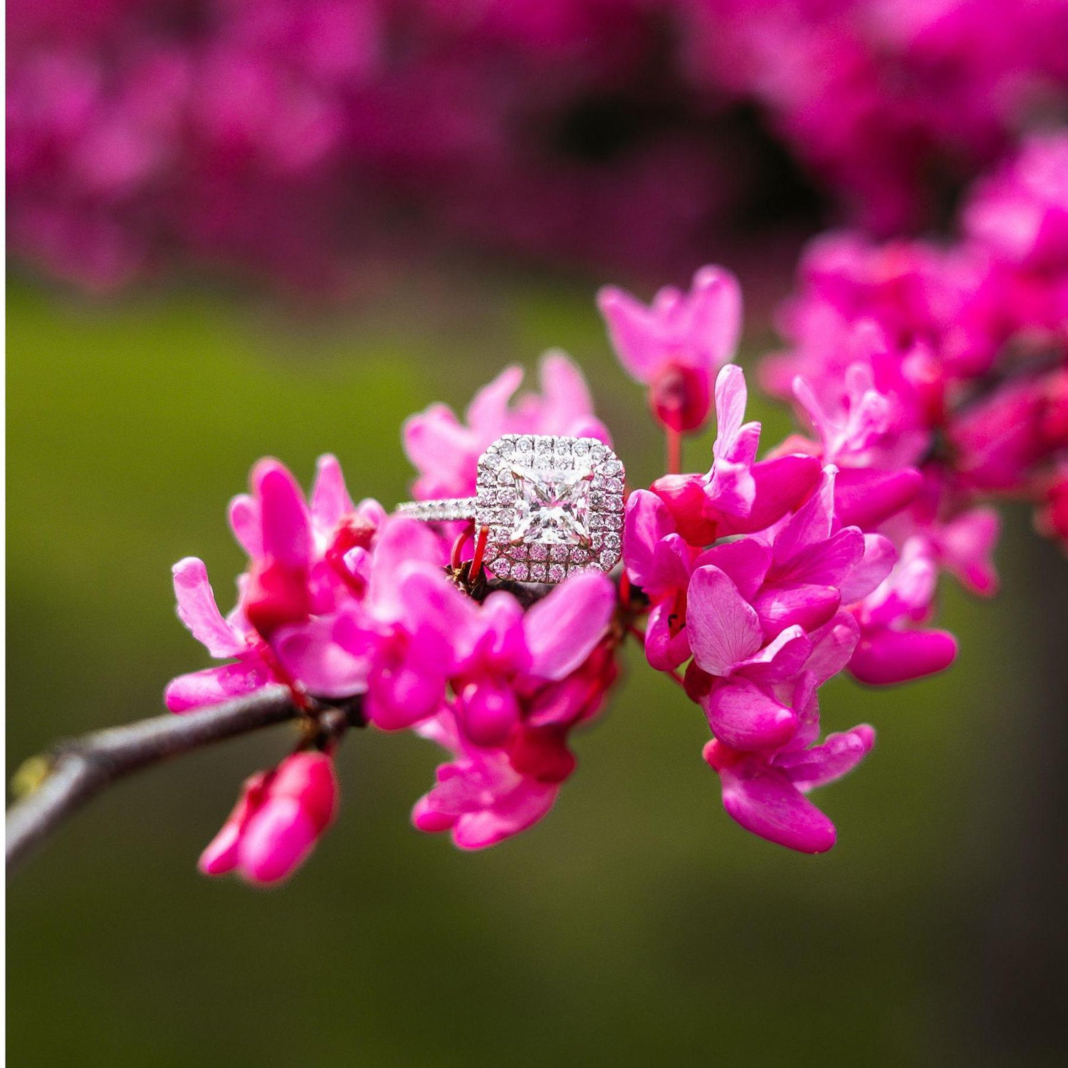 Love is in bloom