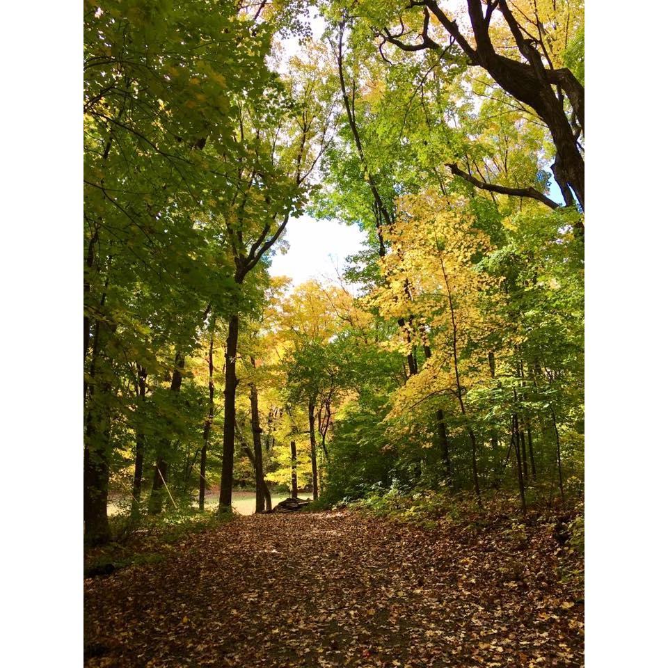 The woods surrounding camp.