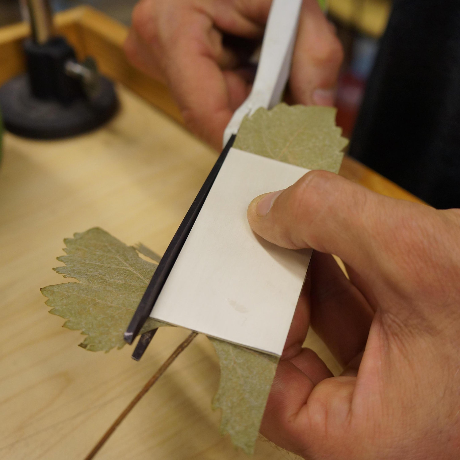 We dried grape leaves from PSC to imprint on our silver bands.