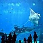 Georgia Aquarium