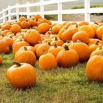 Huber's Orchard and Winery