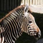 Zoo Knoxville
