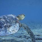 Acquatic Turtle Dream
