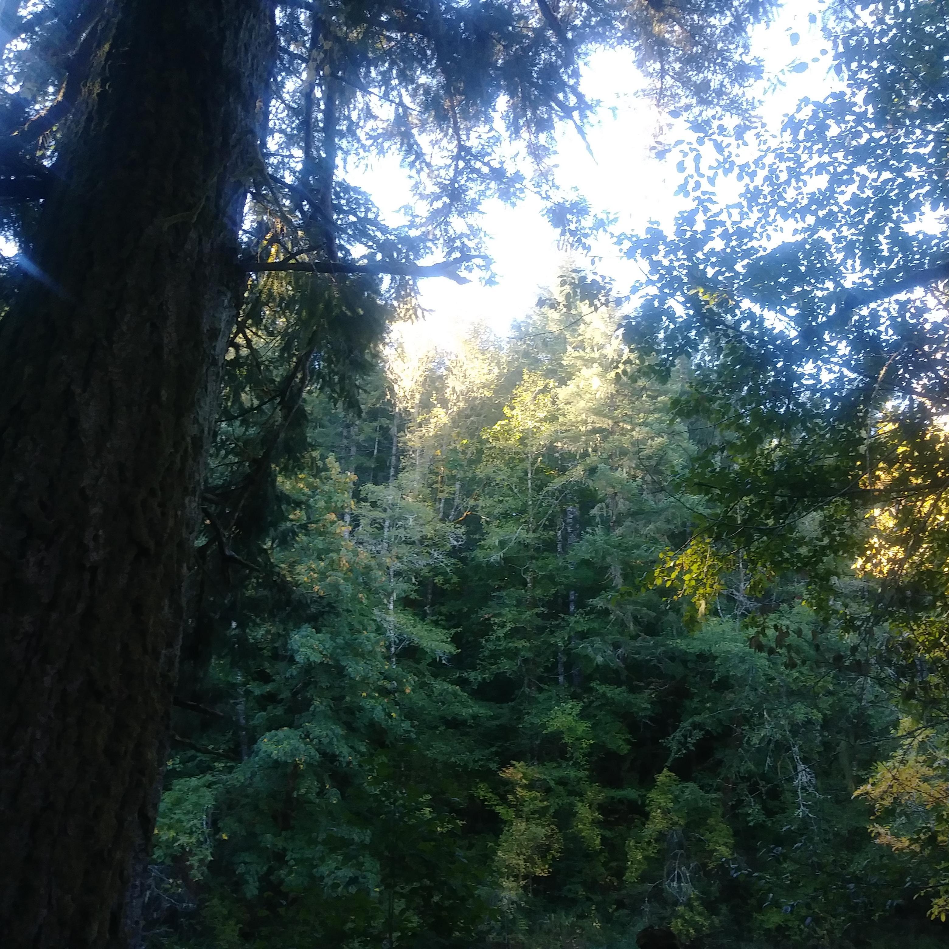 We love that our venue has a wooded, secluded feel.