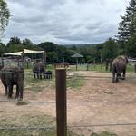 Rosamond Gifford Zoo