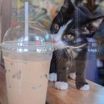 Gatos and Beans