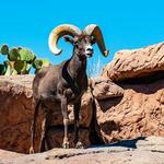 Arizona-Sonora Desert Museum