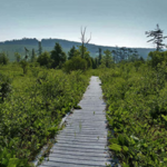 Cranesville Swamp Natural Area