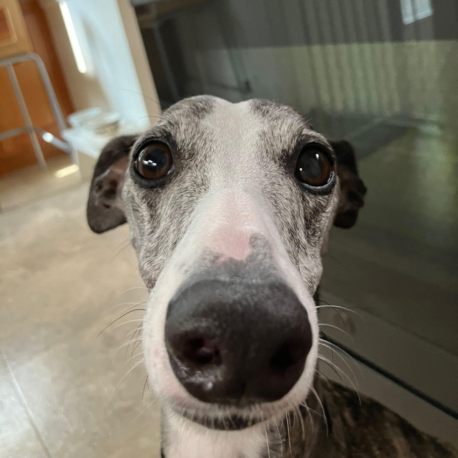 Snoot Bomb!