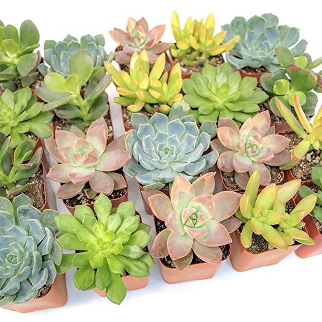Altman Plants, Live Succulent Plants (20 Pack) Assorted Potted Succulents Plants Live House Plants in Cacti and Succulent Soil Mix, Cactus Plants Live Indoor Plants Live Houseplants in Planter Pots