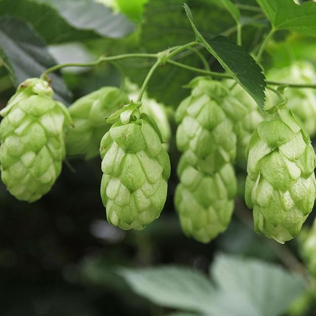 Chinook Hops