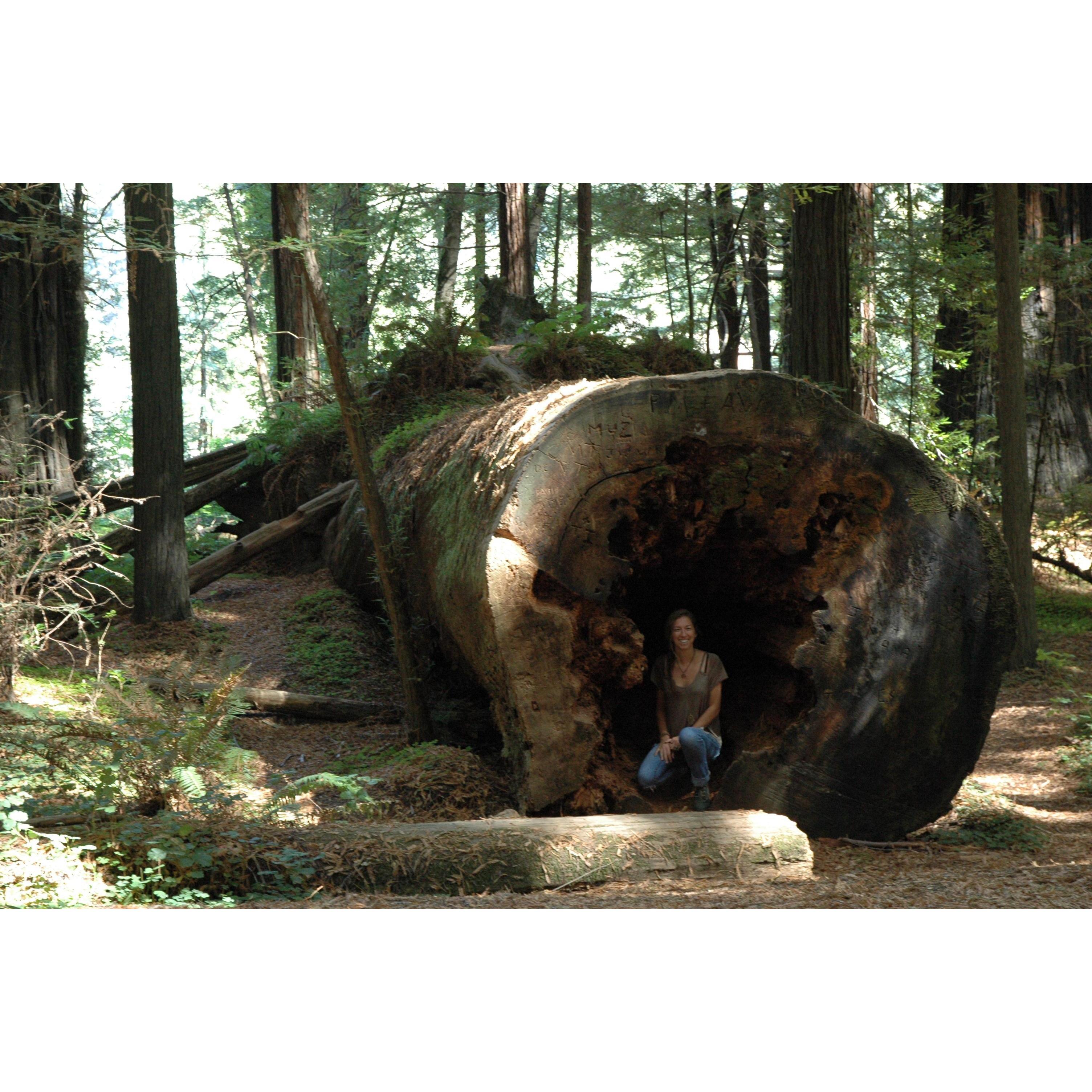 Redwood National Forest: September 2016